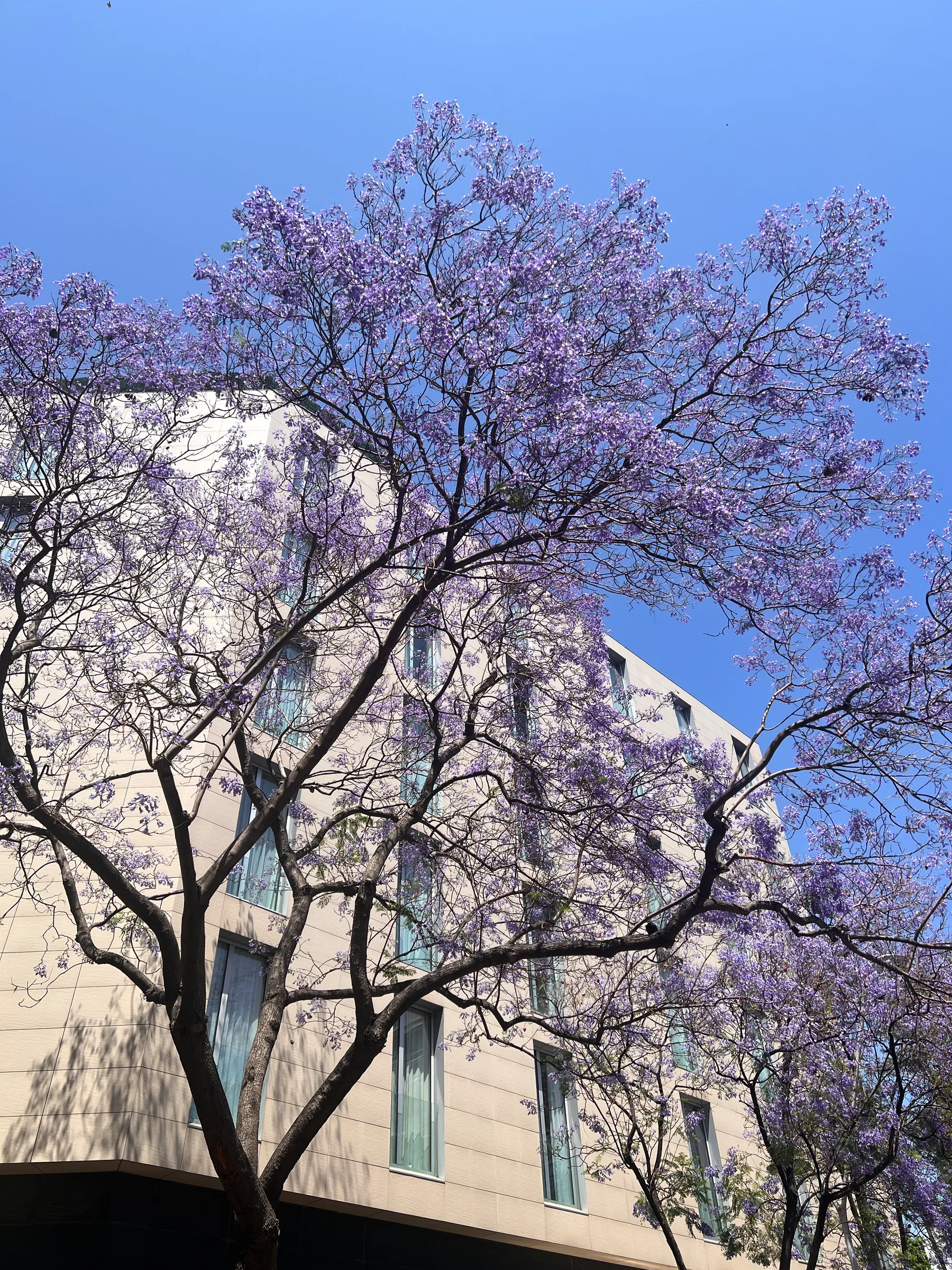 Blühender Jacarandabaum in Violett vor einer Fassade